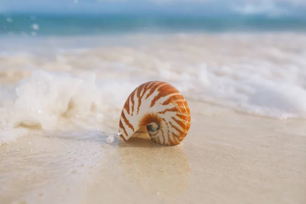 Nautilus Conchiglia Contro Onde Tempestose Sulla Spiaggia Del Mattino Presto — Foto Stock