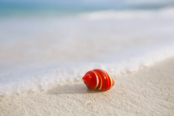 Glas Tropische Zee Schelp Met Golven Onder Zonlicht — Stockfoto