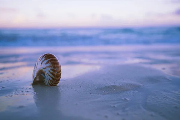 Nautilus Deniz Kabuğu Üzerinde Hassas Mavi Gündoğumu Işık Kum Plaj — Stok fotoğraf