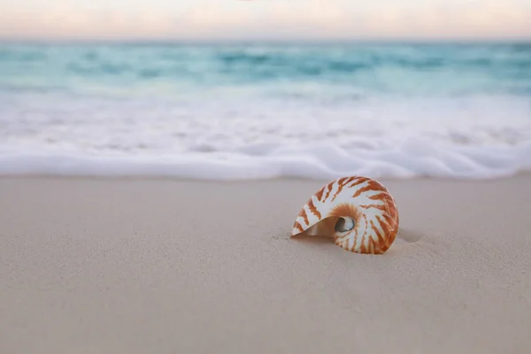 Muszli Nautilus Złotej Piaszczystej Plaży Falami Prawo Miękkie Sunrise — Zdjęcie stockowe