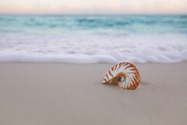 Nautilus Concha Mar Playa Arena Dorada Con Olas Suave Amanecer —  Fotos de Stock