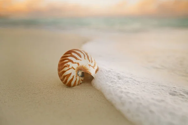 鹦鹉螺海贝壳在金色沙滩上微妙的粉红色日出 — 图库照片