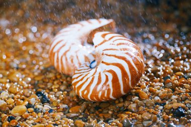 Çakıl taşları üzerinde deniz kabukları Nautilus görünümü Kapat