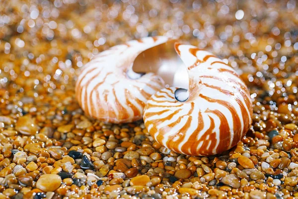 Çakıl Taşları Üzerinde Deniz Kabukları Nautilus Görünümü Kapat — Stok fotoğraf