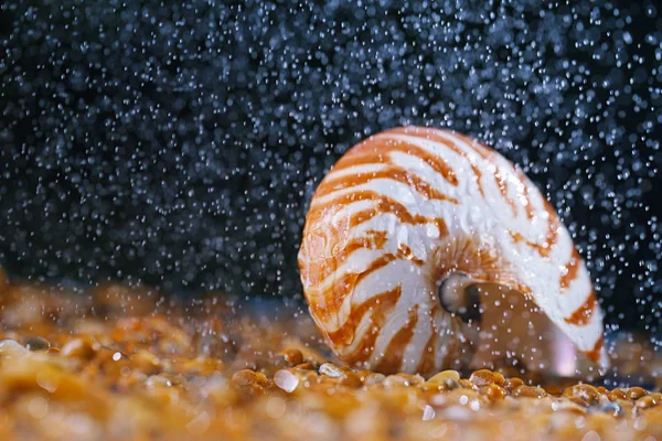 Deniz Kabuğu Nautilus Yağmur Damlacıkları Altında Çakıl — Stok fotoğraf