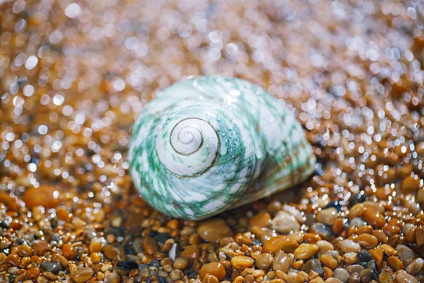 Κλείστε Την Προβολή Της Sea Shell Στην Άμμο Κάτω Από — Φωτογραφία Αρχείου