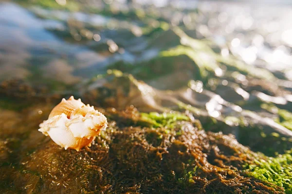 Vista Vicino Della Spiaggia Estiva Britannica Con Belle Conchiglie Sabbia — Foto Stock