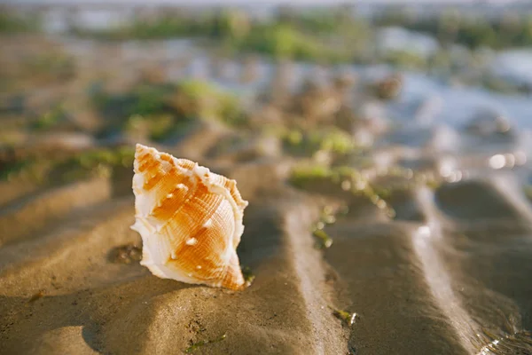 Zavřít Pohled Britské Letní Pláž Pěkná Mušle Písek Mořské Řasy — Stock fotografie