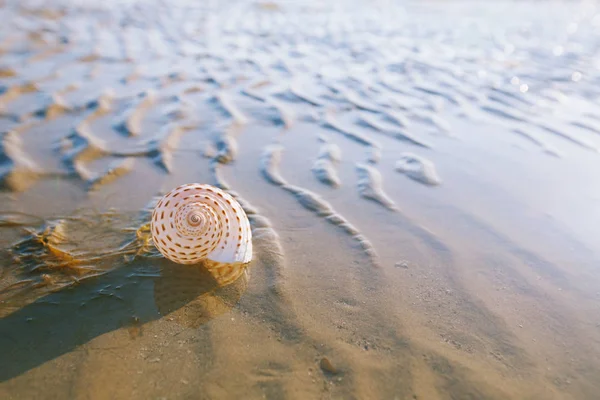 Praia Verão Britânico Com Concha Mar Bonita Areia — Fotografia de Stock