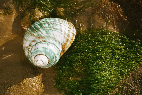 Spiaggia Estiva Britannica Con Bella Conchiglia Sabbia Alghe — Foto Stock