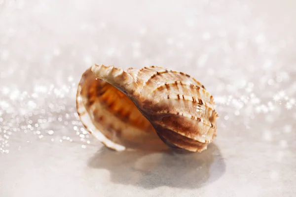 Tropische Muschel Auf Weißem Sand Unter Wassertropfen — Stockfoto