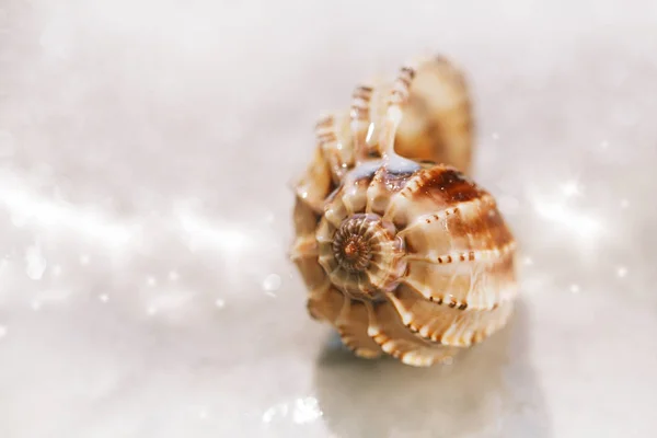 Tropische Muschel Auf Weißem Sand Unter Wassertropfen — Stockfoto