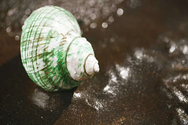 Muschel Auf Schwarzem Sand Unter Wassertropfen — Stockfoto