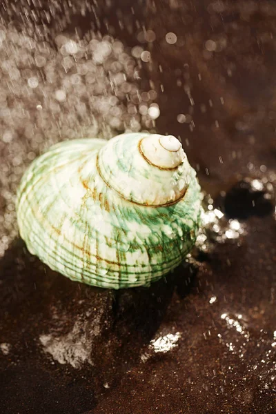 Seashell Black Sand Water Droplets — Stock Photo, Image