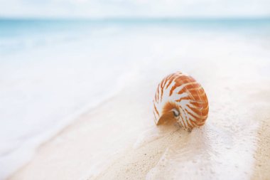 Nautilus kabuğu güneşli sahilde fırtınalı dalgaları karşı