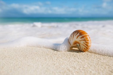 Nautilus kabuğu güneşli sahilde fırtınalı dalgaları karşı