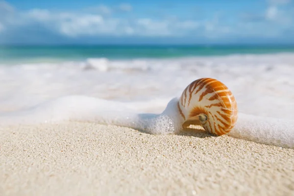 鹦鹉螺贝壳对抗阳光海滩上的暴风雨波 — 图库照片