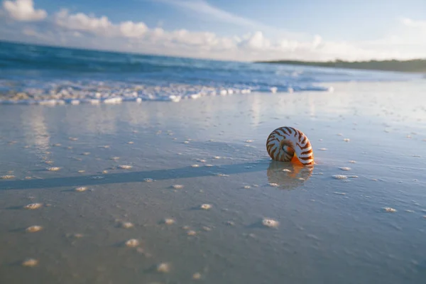 鹦鹉螺海壳抵御暴风雨波清晨海滩 — 图库照片