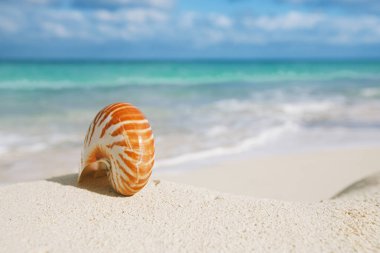 güzel ve parlak seashell Beach güneşte mükemmel deniz manzarası ile