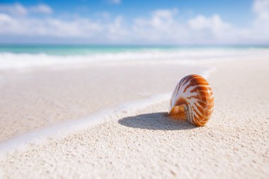 güzel ve parlak seashell Beach güneşte mükemmel deniz manzarası ile