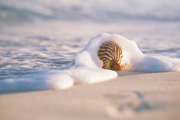 Vista Detalhada Concha Nautilus Onda Mar Praia Areia Dourada — Fotografia de Stock