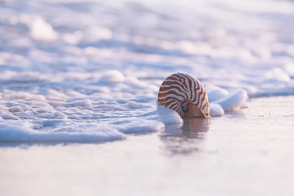 Nahaufnahme Der Nautilus Muschel Gegen Stürmische Wellen Strand Frühen Morgen — Stockfoto