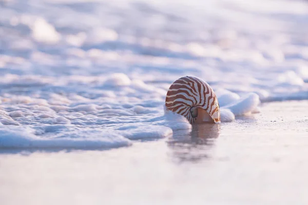 Vista Próxima Concha Nautilus Contra Ondas Tempestuosas Praia Manhã Cedo — Fotografia de Stock