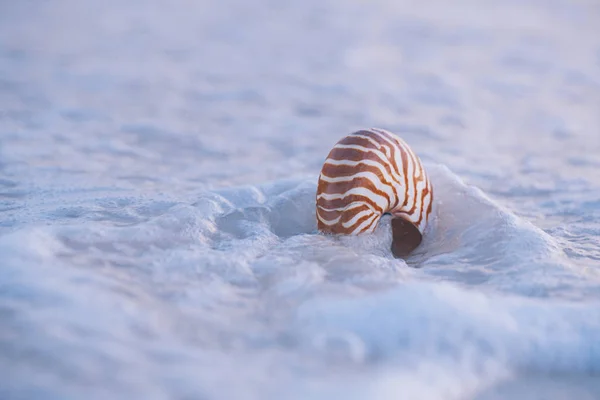 鹦鹉螺贝壳对清晨海滩暴风雨波的近距离观察 — 图库照片