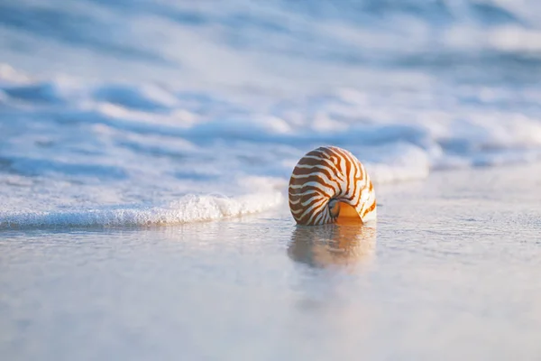 Vista Cercana Concha Marina Nautilus Contra Las Tormentosas Olas Playa —  Fotos de Stock