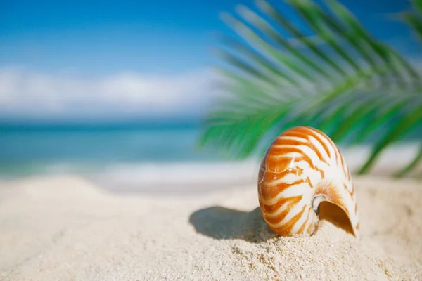 Concha Nautilus Praia Areia Dourada Com Folha Palmeira Paisagem Marinha — Fotografia de Stock