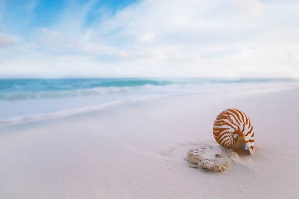 Conchiglia Nautilus Sulla Spiaggia Sabbia Dorata Con Onde Morbida Alba — Foto Stock