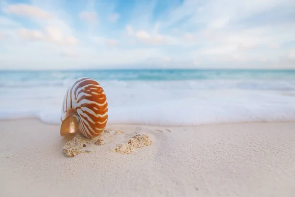 Conchiglia Nautilus Sulla Spiaggia Sabbia Dorata Con Onde Morbida Alba — Foto Stock