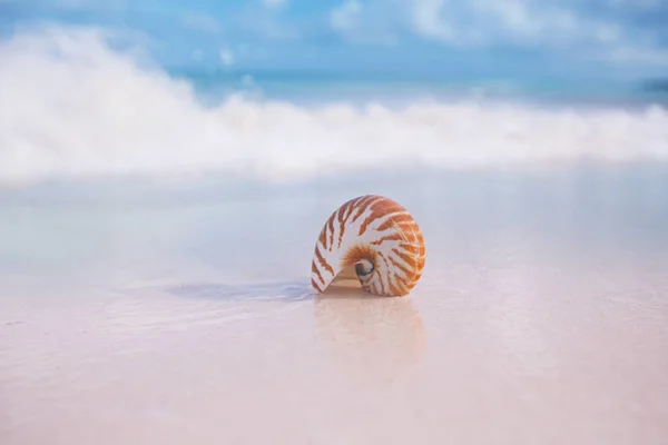 Coquillage Nautilus Contre Les Vagues Orageuses Sur Plage Tôt Matin — Photo