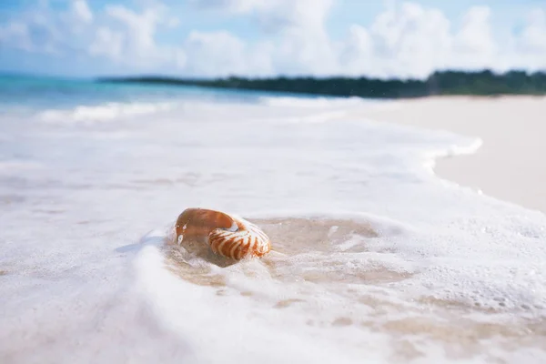 Nautilus Muschel Gegen Stürmische Wellen Sonnenstrand — Stockfoto