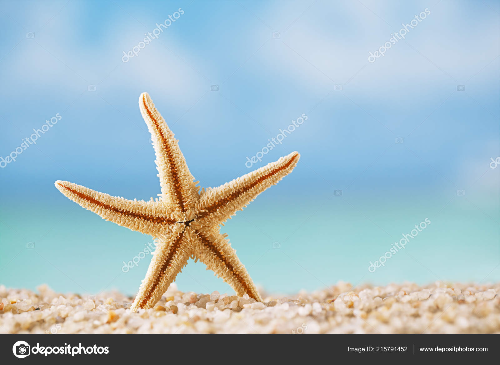 Unique étoile Mer Sur Plage Océan Blanc Photographie
