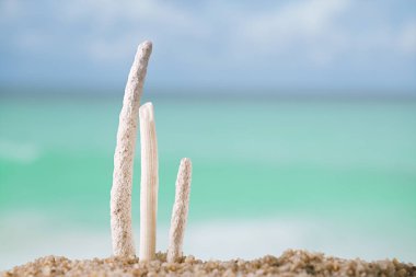 deniz manzarası, sığ dof ile tropikal deniz mercan