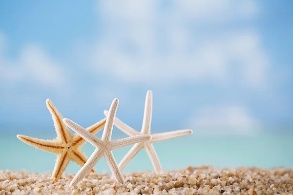Trzy Rozgwiazdy Tle Biały Ocean Plaża — Zdjęcie stockowe