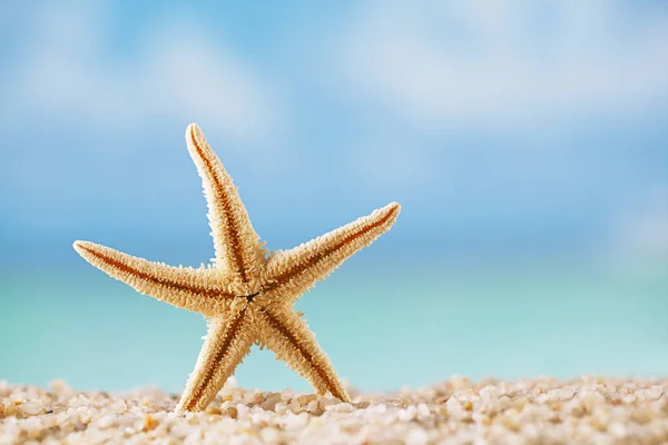白色海洋海滩上的单海星 — 图库照片