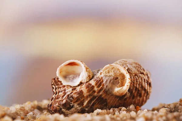 Spotted Tropical Seashells Golden Seascape Shallow Dof — Stock Photo, Image