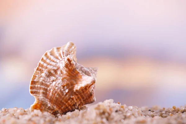 Striped Tropical Seashell Beach Golden Seascape Shallow Dof — Stock Photo, Image