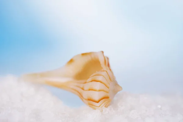 Tender Tropical Seashell Beach Seascape Shallow Dof — Stock Photo, Image