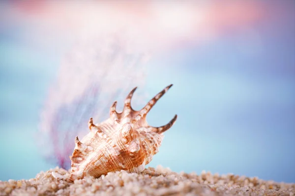 海洋水下背景下的沙 Spiy 热带贝壳 — 图库照片