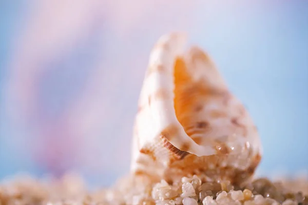 Conchiglia Tropicale Con Oceano Sfocato Sott Acqua — Foto Stock