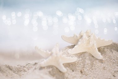 two starfish on beach, soft gentle sunrise light color