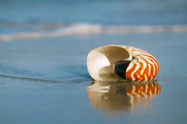 Nautilus Muschel Mit Meereswellen — Stockfoto