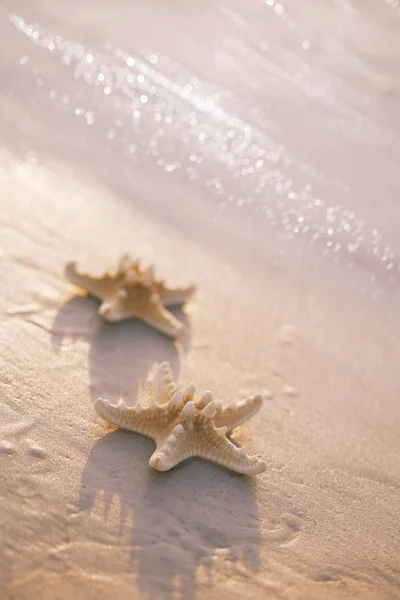 Due Stelle Marine Sulla Spiaggia Dell Oceano Dolce Dolce Alba — Foto Stock