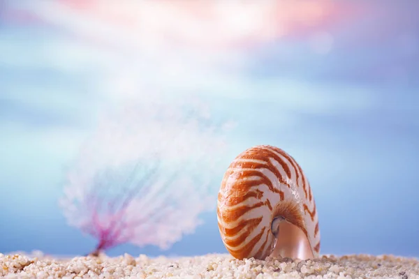 鹦鹉螺贝壳和珊瑚与热带海洋水下海景 — 图库照片