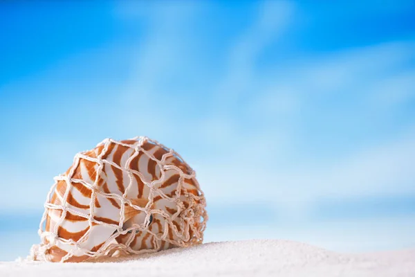 Tropical Seashell Net Seascape Shallow Dof — Stock Photo, Image
