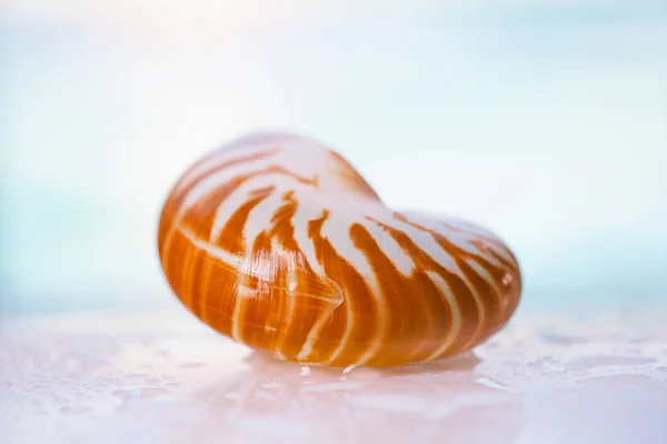 Tropical Seashell Shallow Dof — Stock Photo, Image