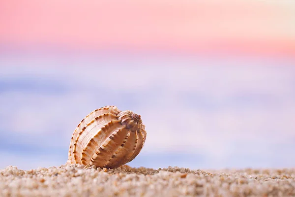 Tropical Seashell Ocean Bright Sunrise Sunset Background — Stock Photo, Image